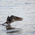 Rabenvogel im Wasser