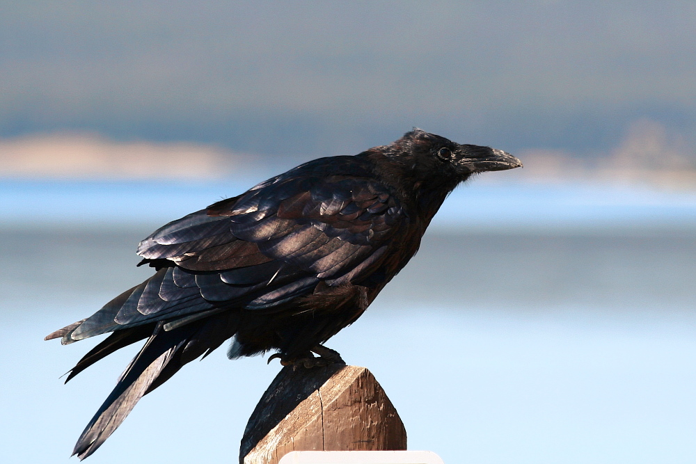 Rabenvogel vor dem Start