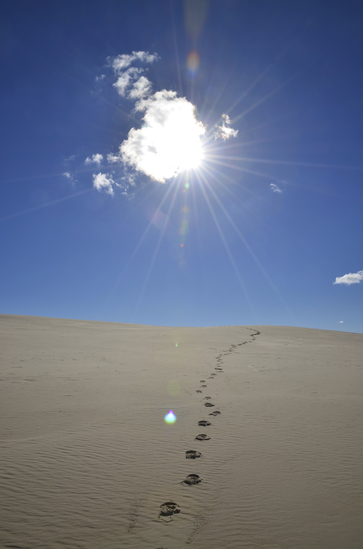 Rabjerg Mile, eine der zwei größten Wanderdünen in Dänemark