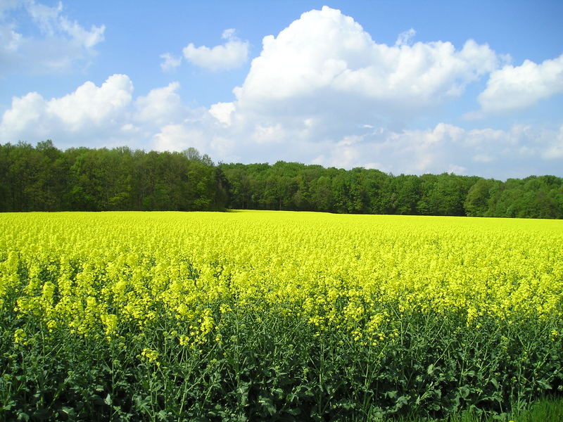 rabsfeld in Bluete