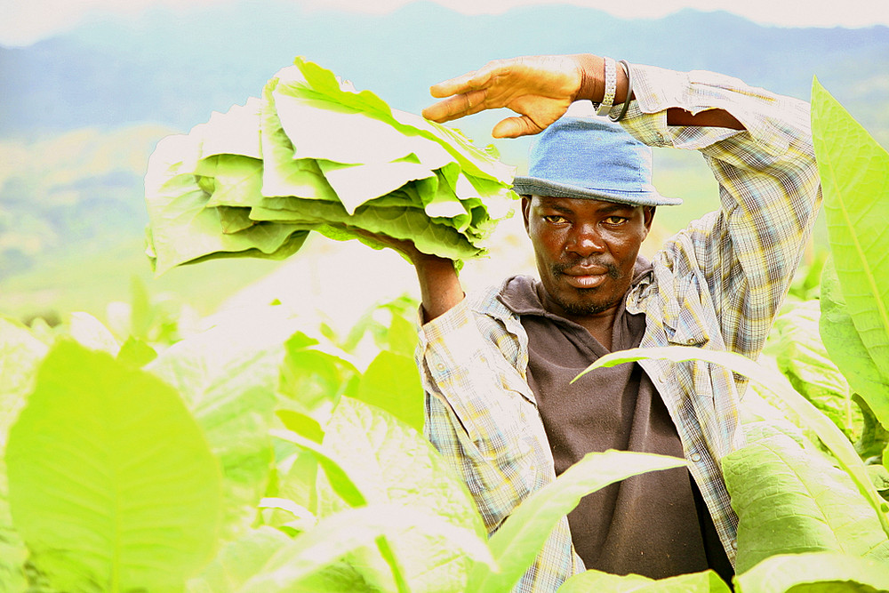 Raccoglitore di tabacco piantagione di Jime - Rep. Dominicana