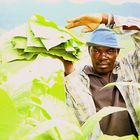 Raccoglitore di tabacco piantagione di Jime - Rep. Dominicana