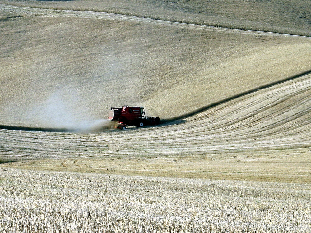 raccolta del grano