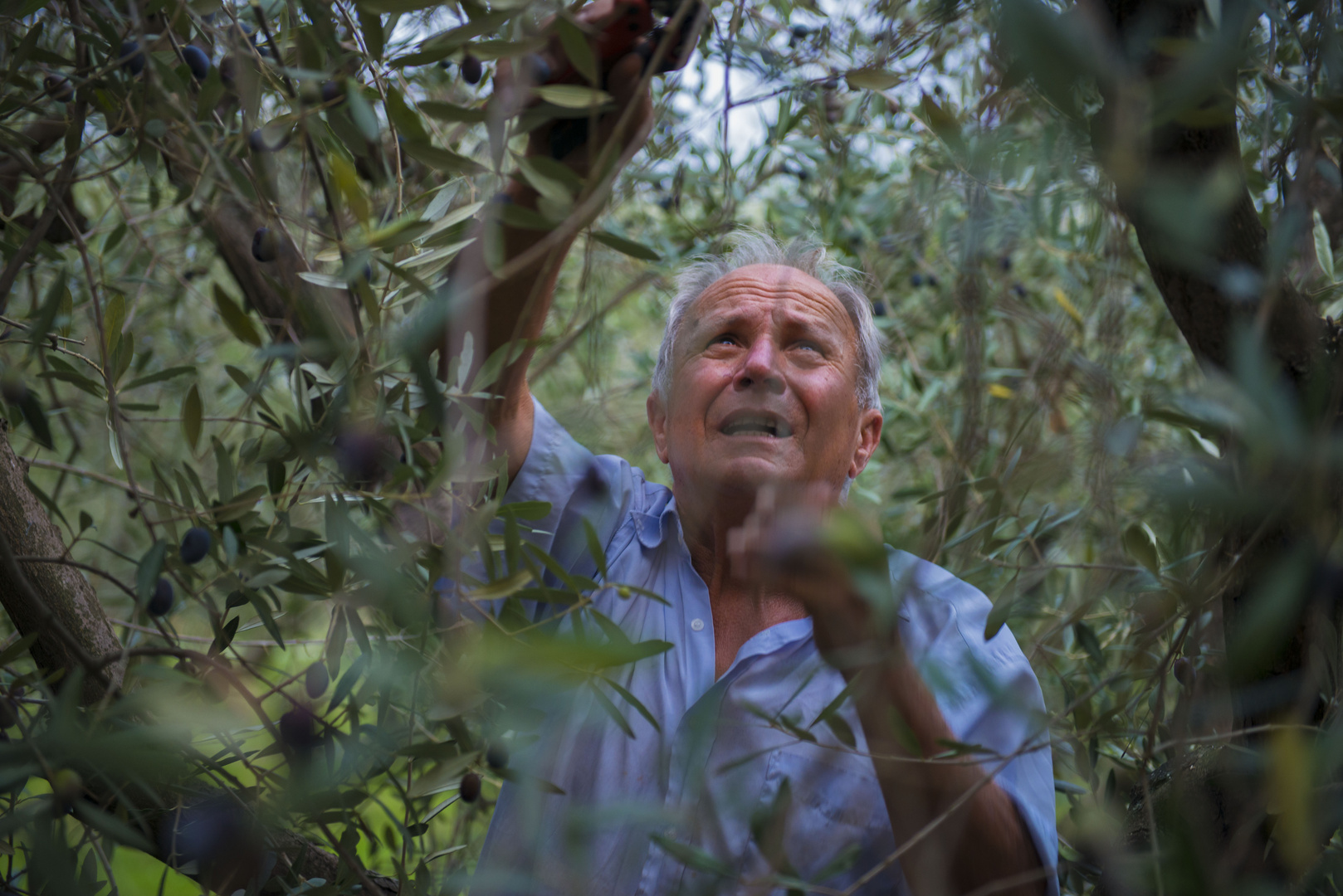 Raccolta delle olive