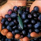 Raccolta delle olive - Sardegna