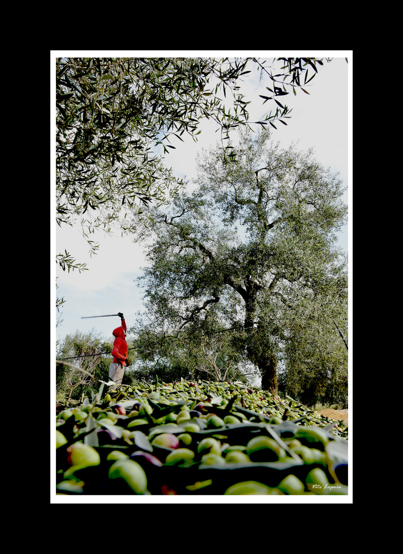 raccolta olive