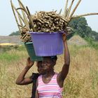 raccoltra del miglio -senegal-