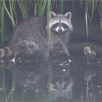 Raccoon 