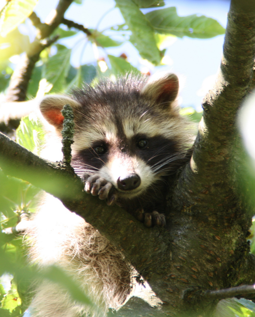 Raccoon