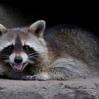 Raccoon