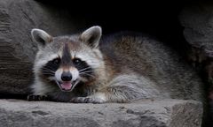 Raccoon