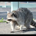 Raccoon auf Wanderschaft