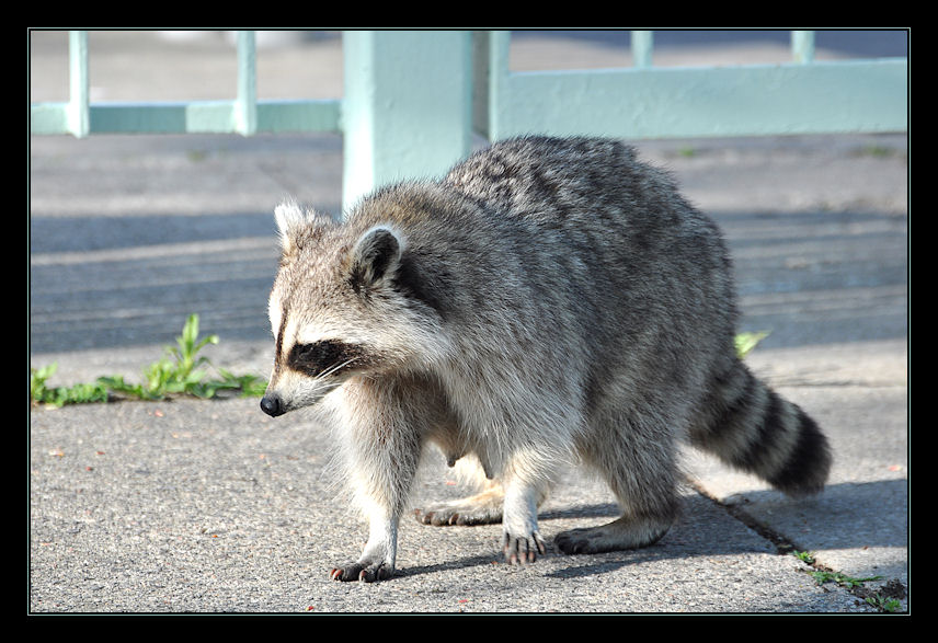 Raccoon auf Wanderschaft