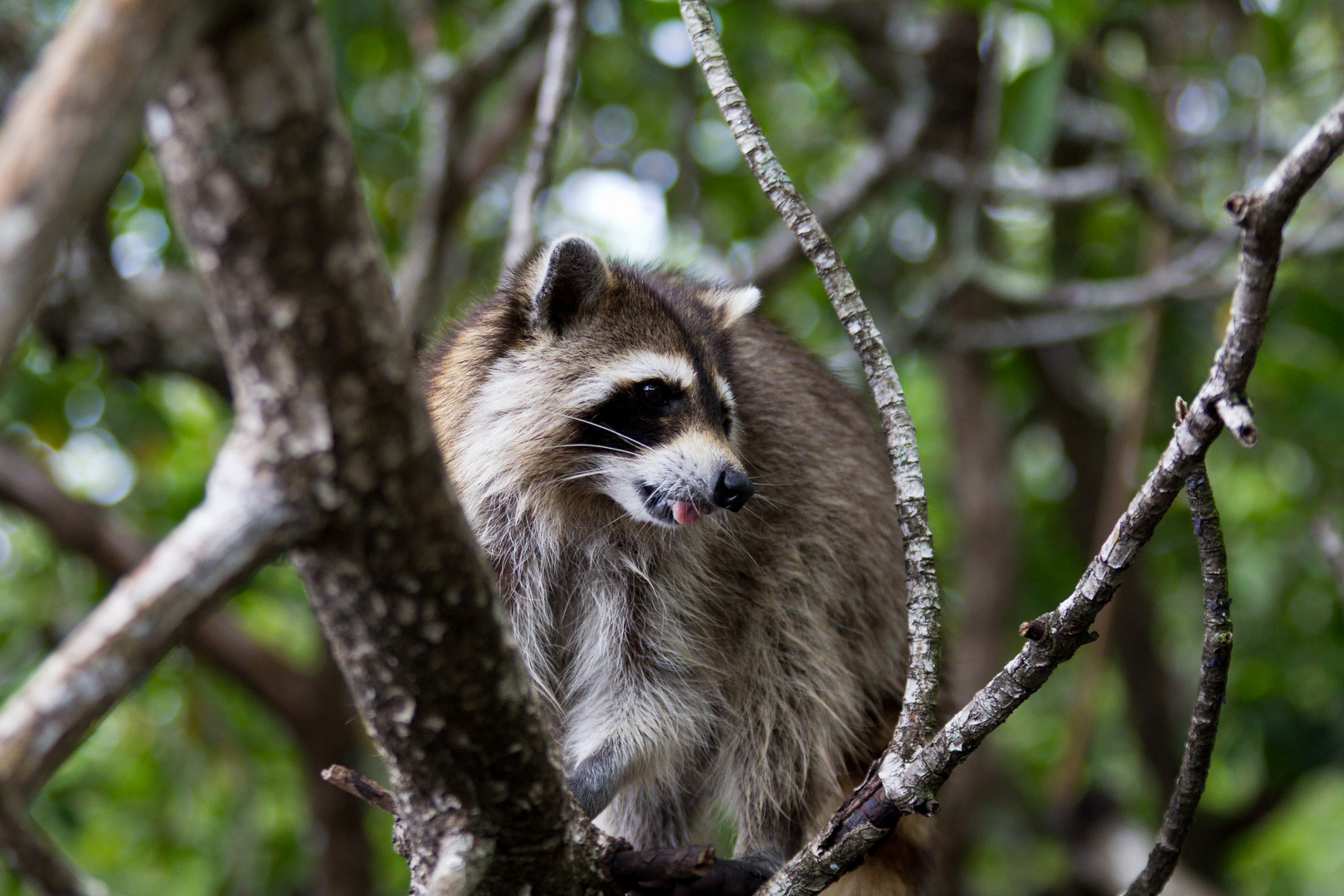 Raccoon