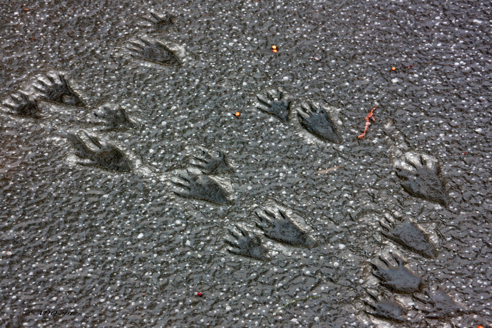 Raccoon Freeway