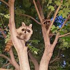 raccoons (1)