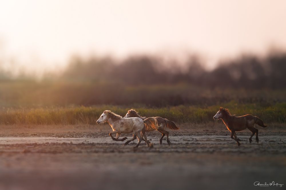 Race *** Foto & Bild tiere, wildlife, fotos Bilder auf