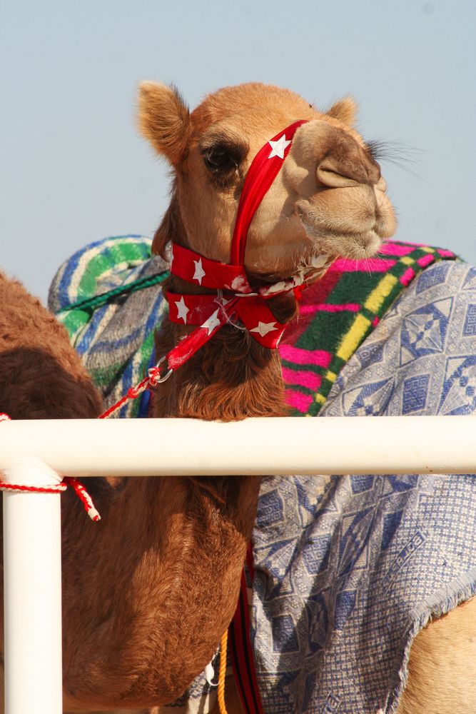 Race camel