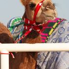 Race camel