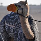 race camel