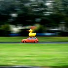 race duck