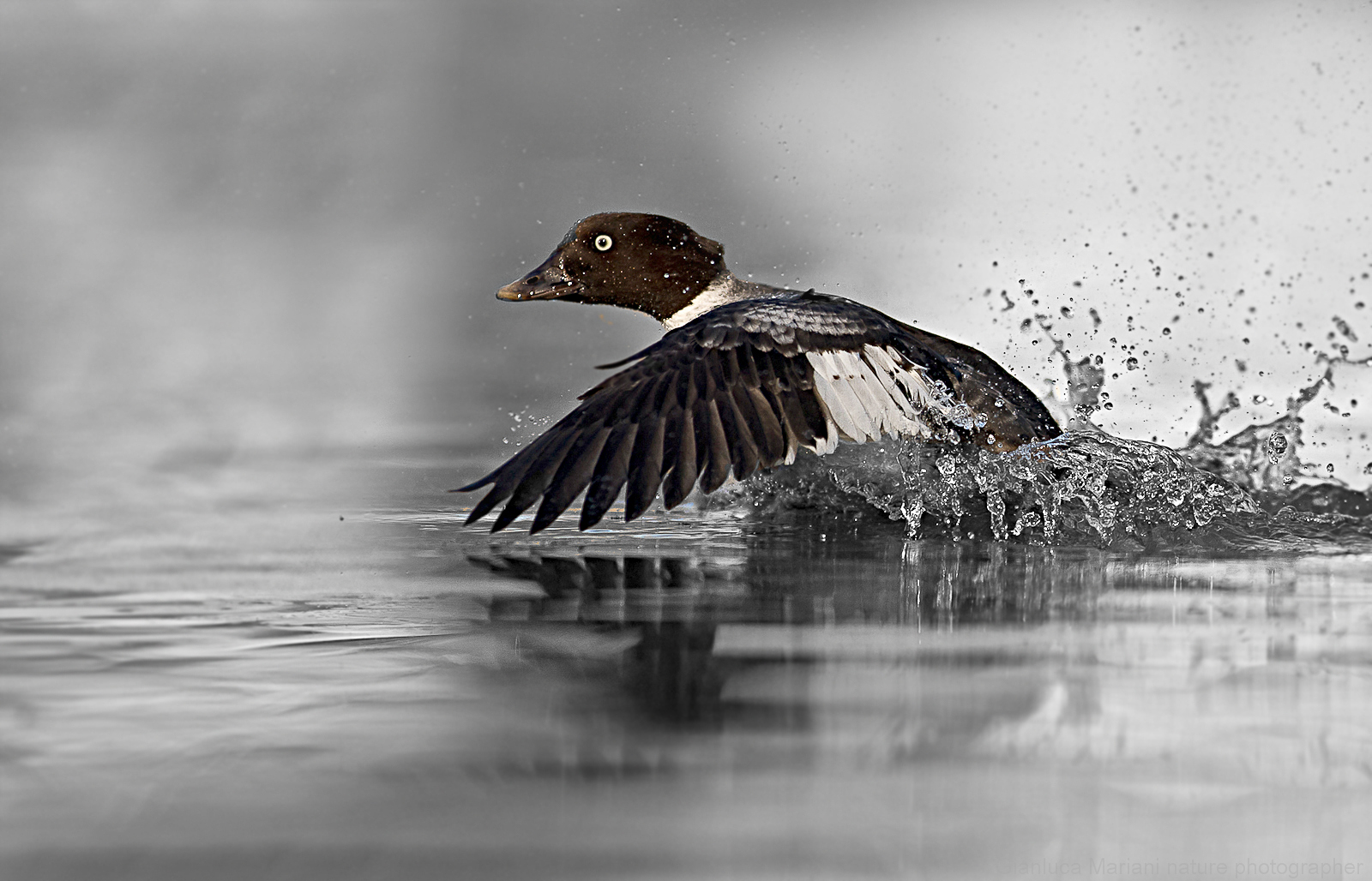 race on the ice