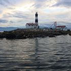 Race Rocks - California Sea Lion Colony 