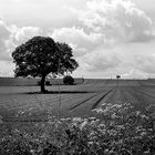 Racecourse Lane Farmers field