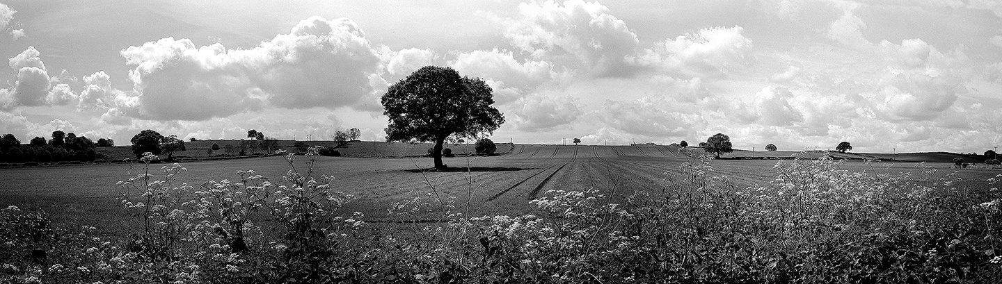 Racecourse Lane Farmers field