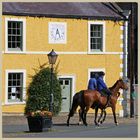 racehorses at middleham 2