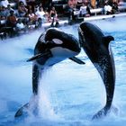 Rache der Orcas: Dusche für die unteren Sitzreihen (SeaWorld Florida)
