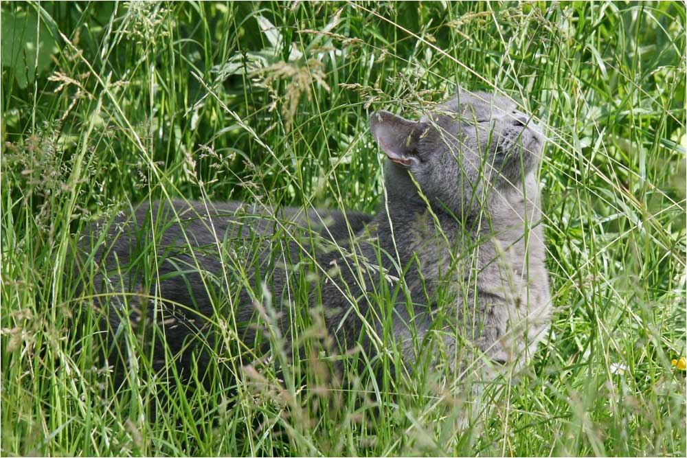 Rachelle im Garten