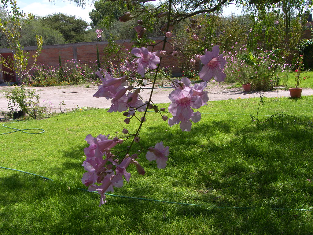 Racimo de Flores