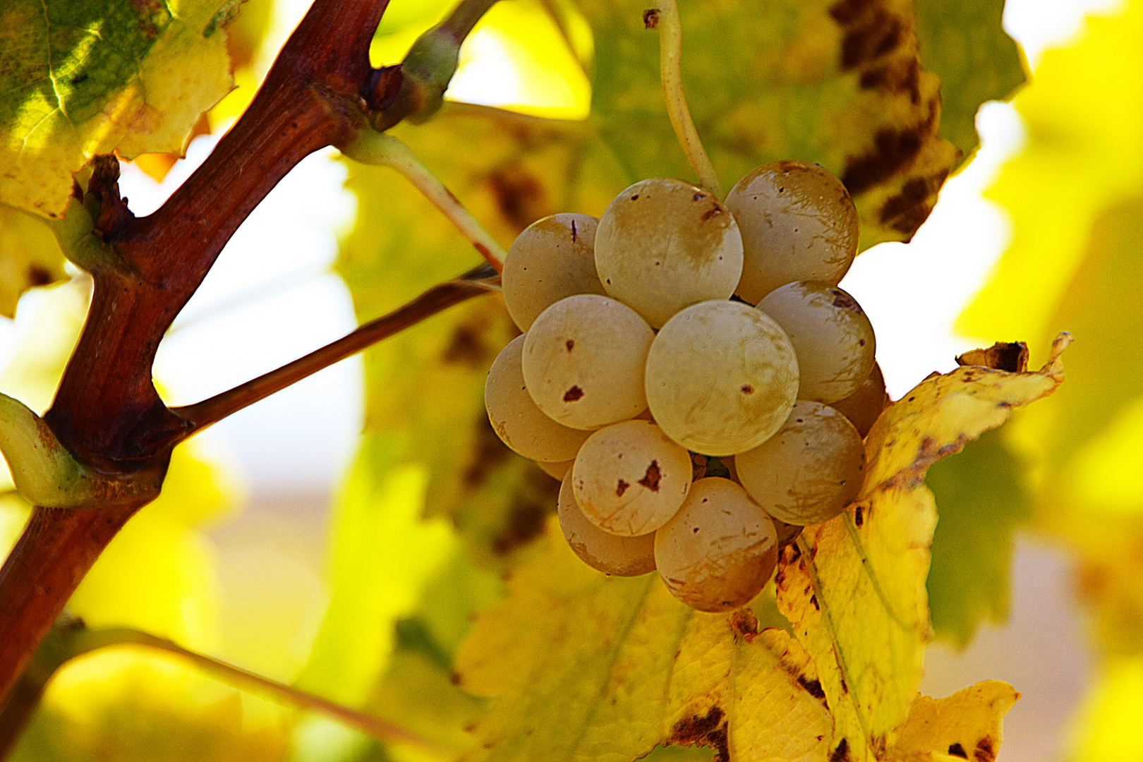 Racimo de uvas blancas - Bunch of white grapes