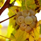 Racimo de uvas blancas - Bunch of white grapes