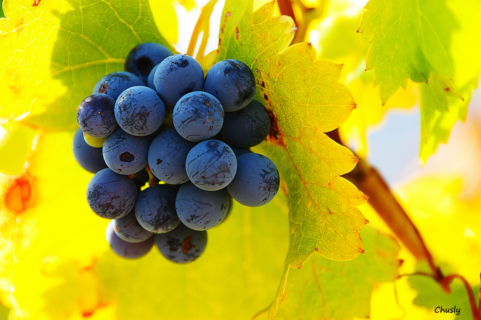 Racimo de uvas negras - Bunch of black grapes