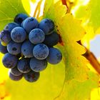 Racimo de uvas negras - Bunch of black grapes