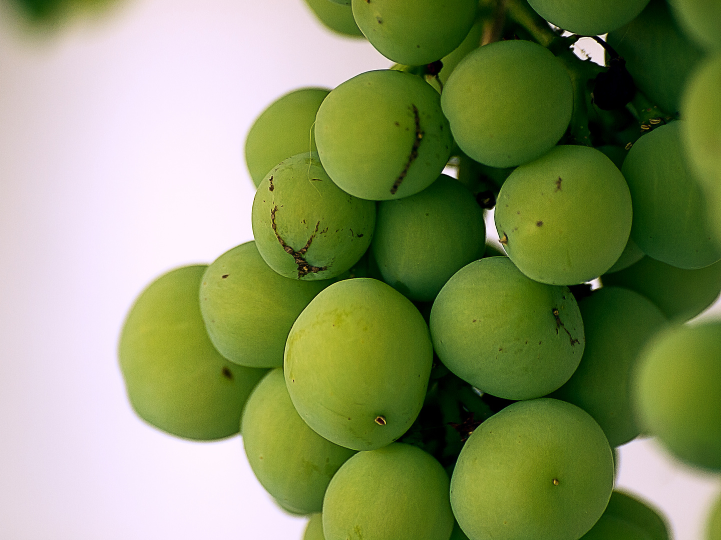 RACIMO UVAS PARRA