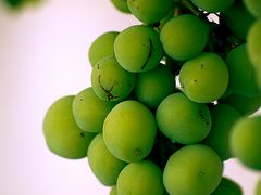 RACIMO UVAS PARRA