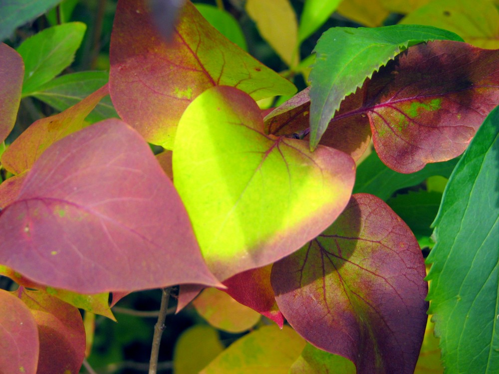 Racine d'arbre sous feuilles d'automne