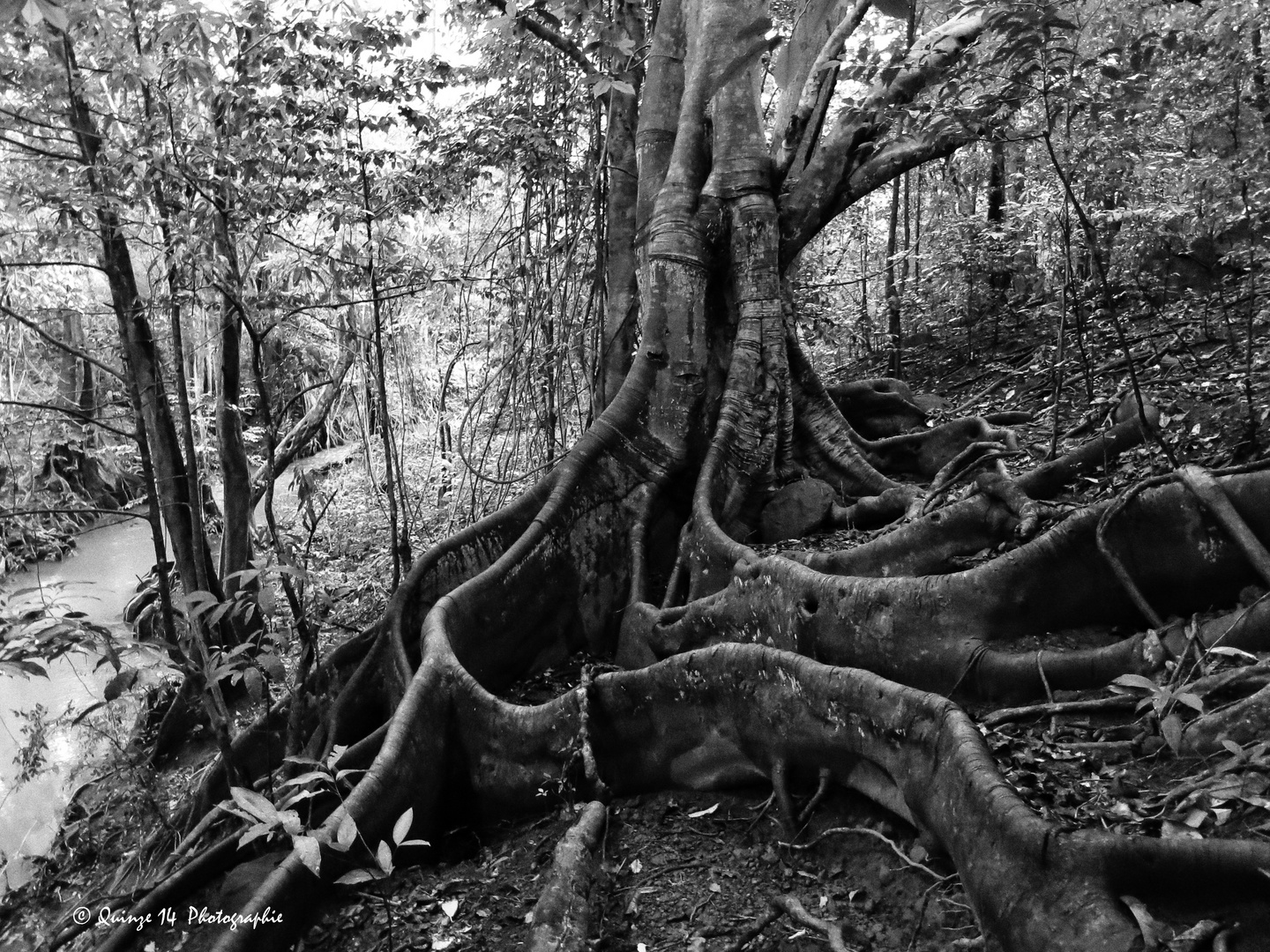 RACINE DE FICUS.