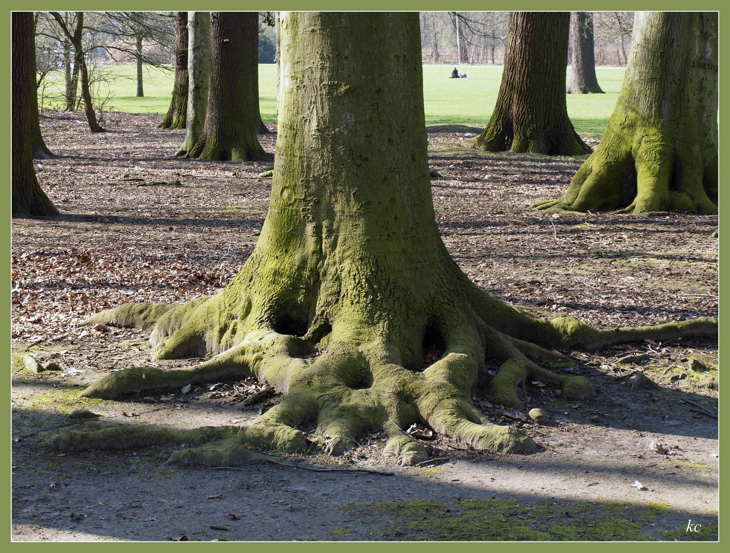 Racines.... photo et image arbres, nature and flowers, arbre Images