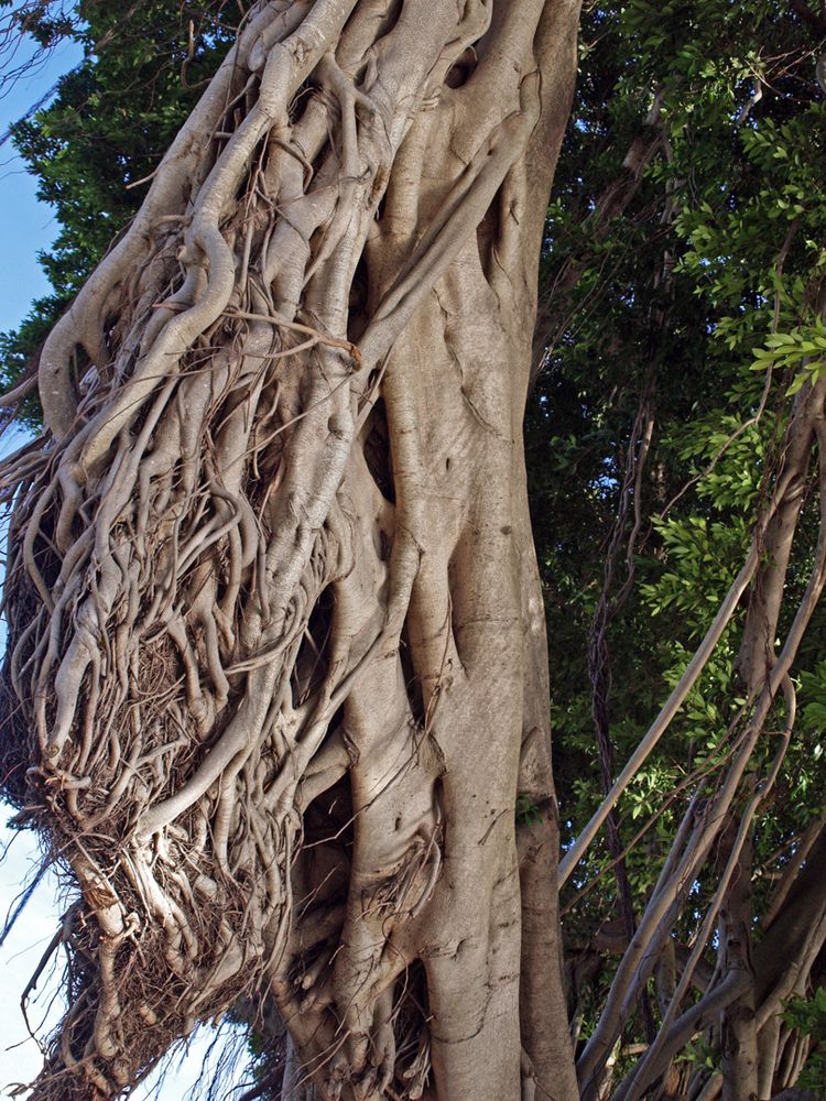 Racines aériennes d‘un banian blanc  --  Nouméa  --  Luftwurzeln von einer weißen Banyan-Feige