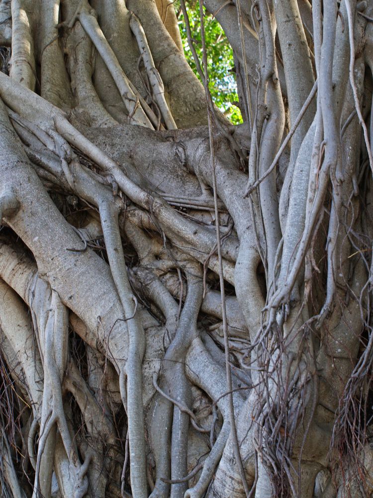 Racines aériennes d’un banyan blanc à Nouméa