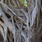 Racines aériennes d’un banyan blanc à Nouméa