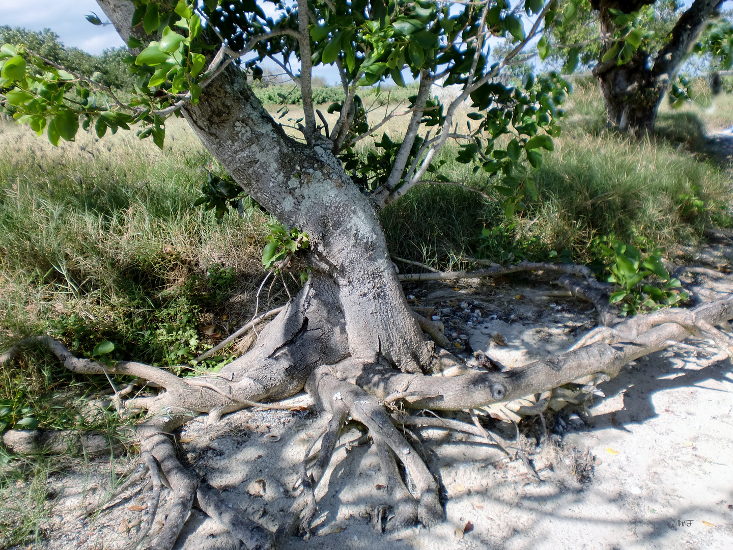 Racines dans le sable