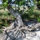 Racines dans le sable