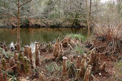 racines de cyprès chauve