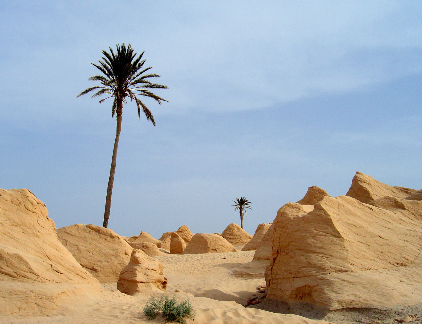 Racines de dunes à Bechri