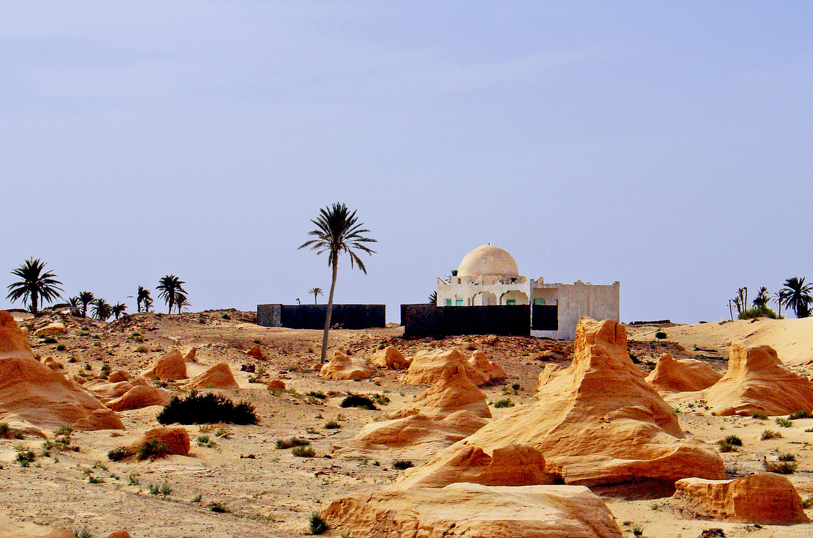 Racines de dunes près de Bechri  -  Tunisie